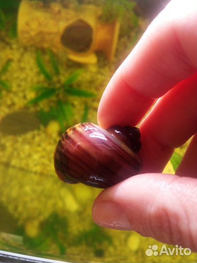 Улитки ампулярии