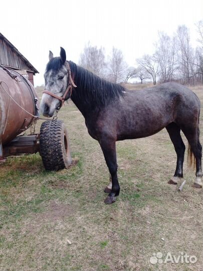 Продам жеребца