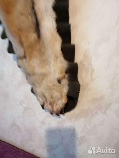 Шкура волчицы