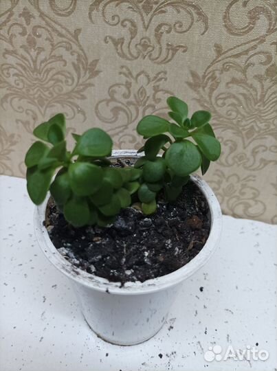 Комнатные цветы