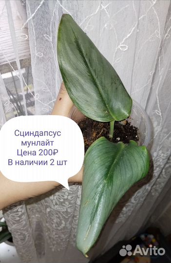 Комнатные растения