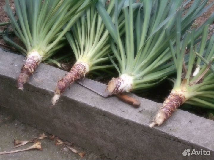 Кусты вечно зелёного юкки и зизифуса