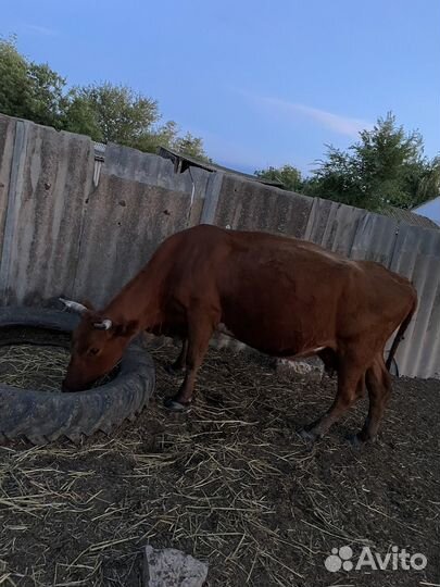 Корова дойная