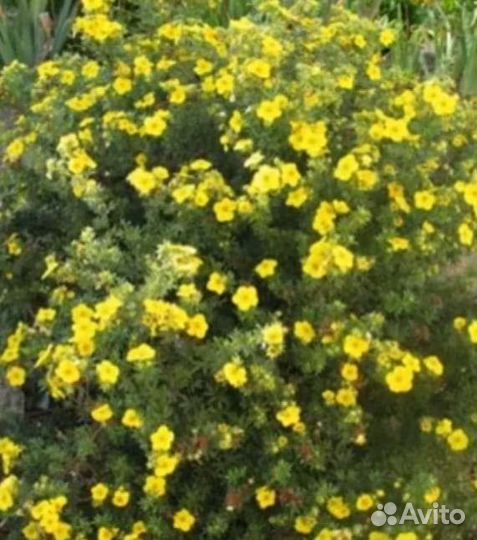 Лапчатка кустарниковая