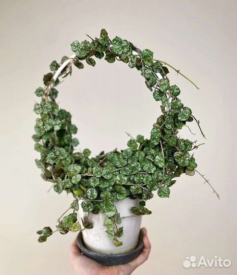 Хойя куртиси