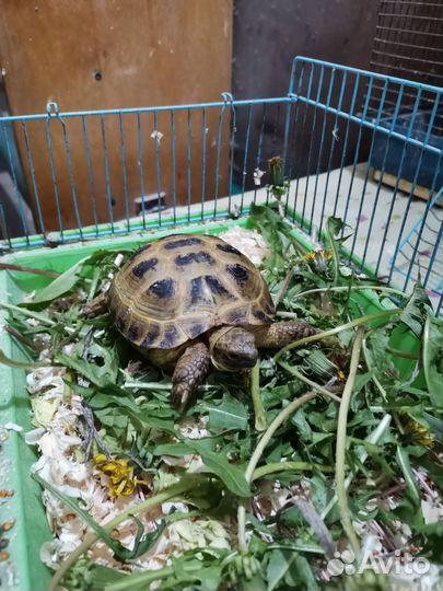 Черепаха сухопутная