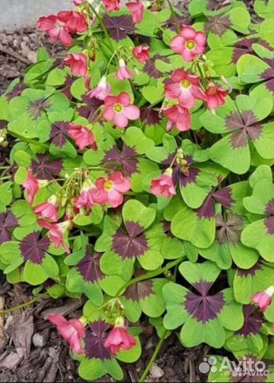 Кислица (оксалис)