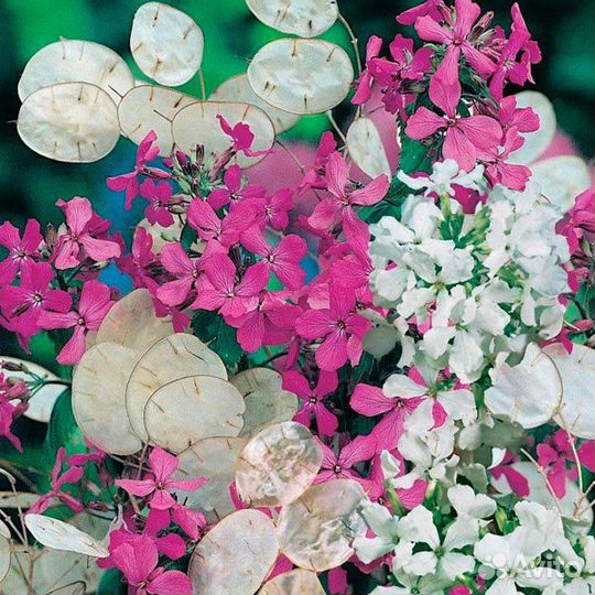 Семена лунарии, лунник, лунная трава, сухоцвет