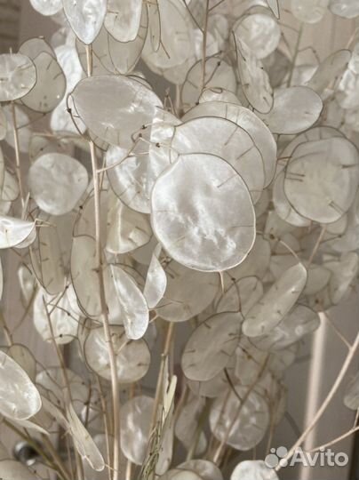 Семена лунарии, лунник, лунная трава, сухоцвет