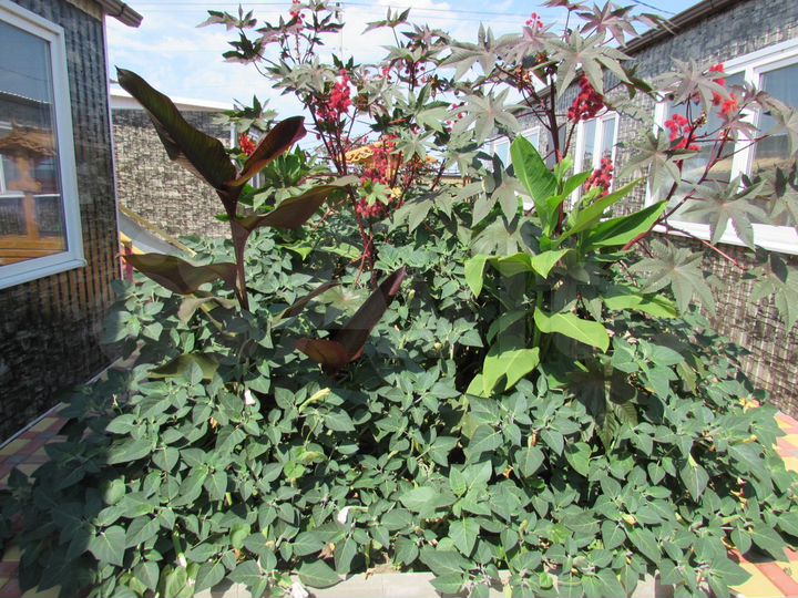 Дом 37 м² на участке 8 сот.