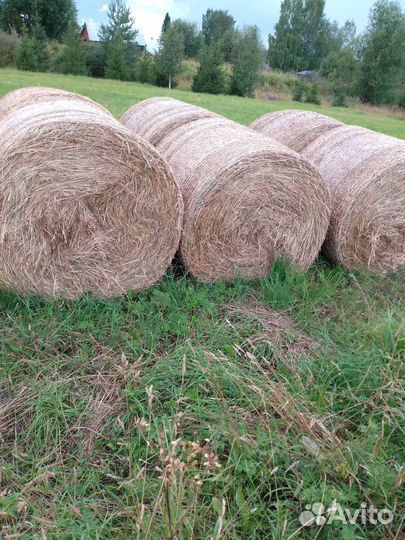 Сено в рулонах 2022