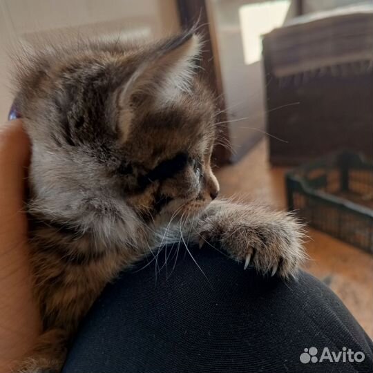 Котята отдам бесплатно