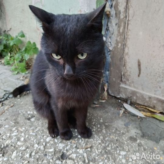 Черный котик мальчик