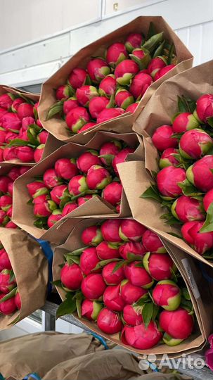 Пионы букет(композиция)