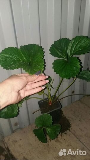 Саженцы клубники гигантелла