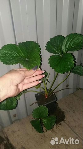 Саженцы клубники гигантелла купить в Щелково | Товары для дома и дачи ...