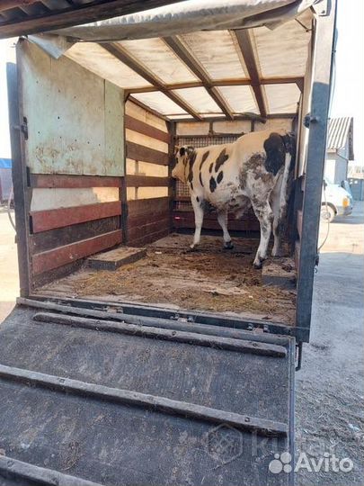 Перевозка крс мрс