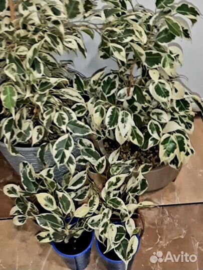 Фикус вариегатный