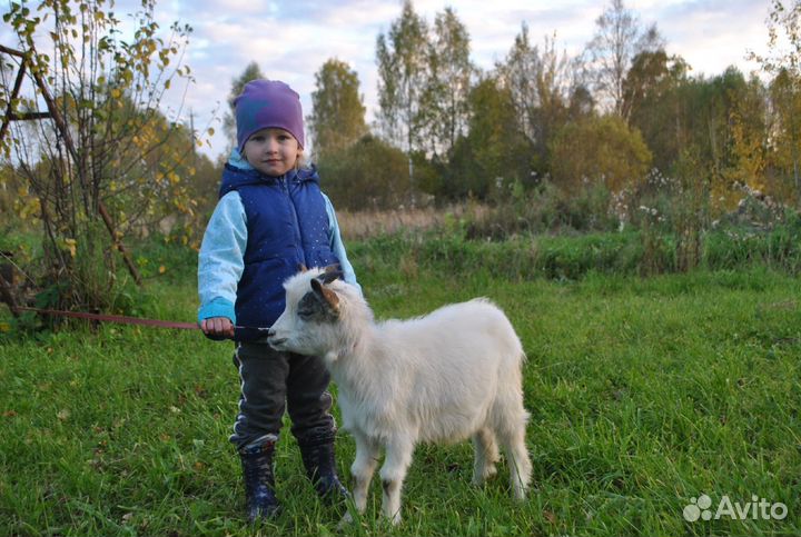 Газонокосилка самоходная 