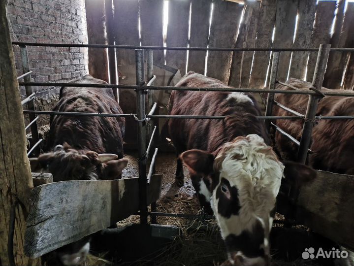 Быки на мясо