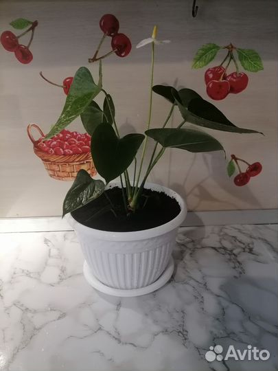 Комнатные цветы антуриум