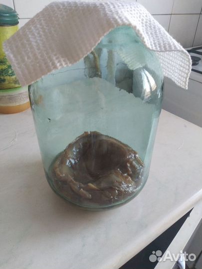 Чайный гриб