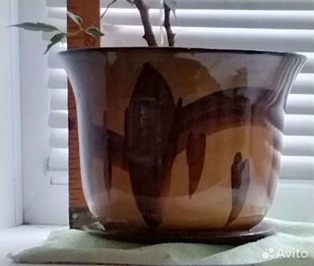 Фикус Бенжамен мелколистный пестрый взрослый