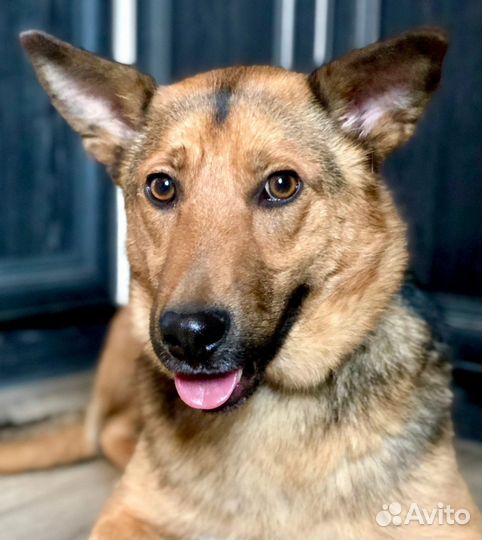 Собака Перси ищет дом