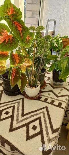 Спатифиллум,колеус,кактус,пилея