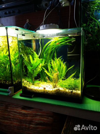 Рыбки гуппи и растительность с аквариумом