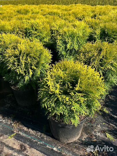 Даника аурея туя