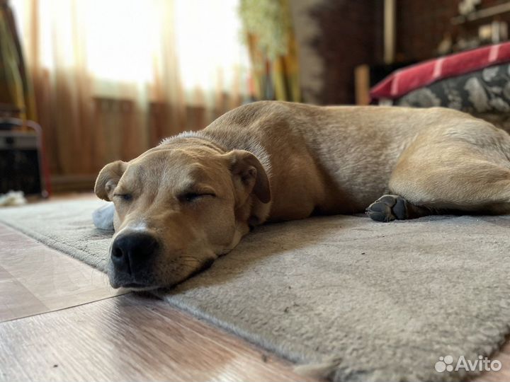 Собака в добрые руки