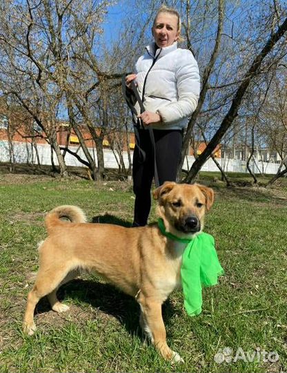 Маленький Батлер грустит в приюте