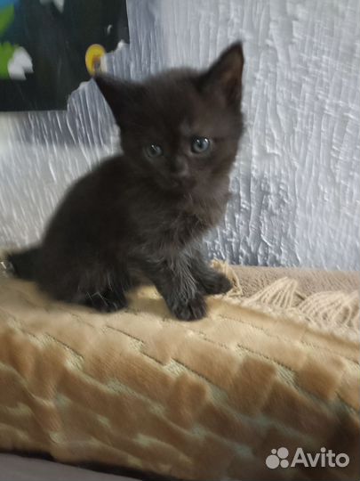 Кошка в дар бесплатно