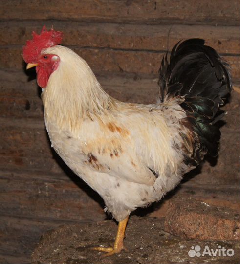Петух молодой не клевачий, из-под наседки