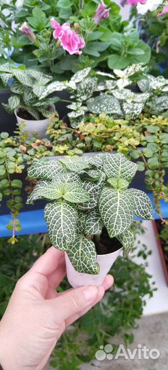 Альтернантера