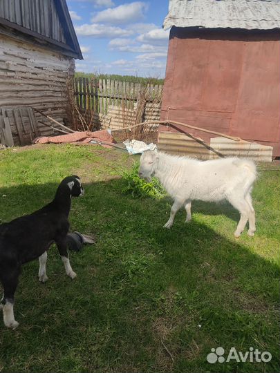 Козлик ламанча