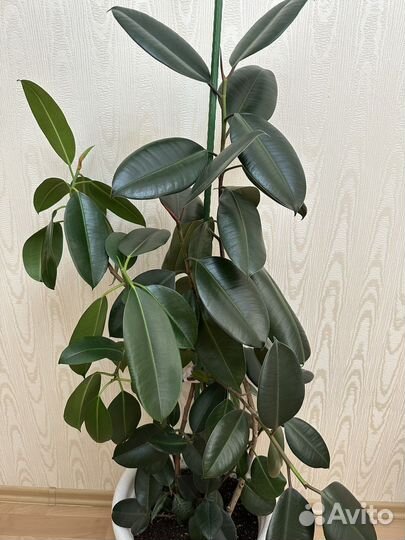 Фикус каучуконосный