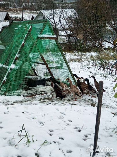 Утки (Индийские бегуны)