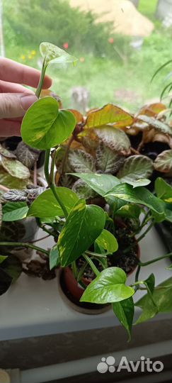 Комнатные растения