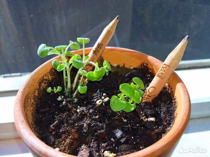 Растущие карандаши 