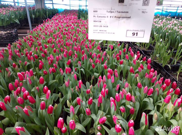 Тюльпаны к 8 марта оптом