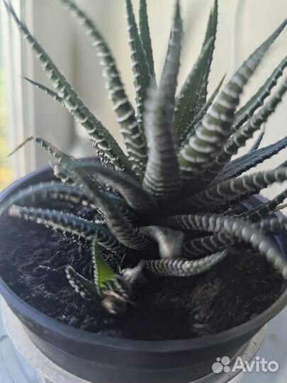 Продам лимоны