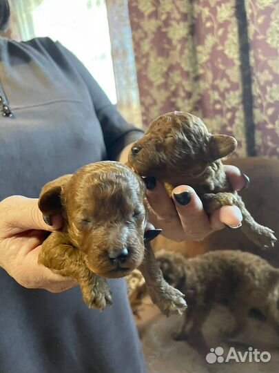 Продаю щенков