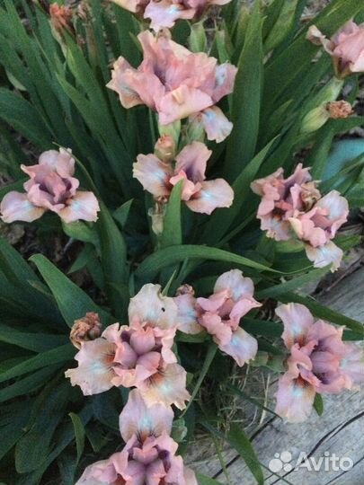 Карликовый ирис хоста