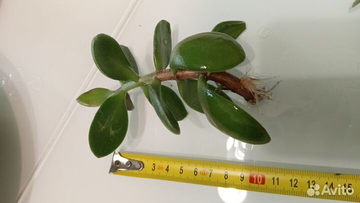 Крассула, Толстянка, денежное дерево