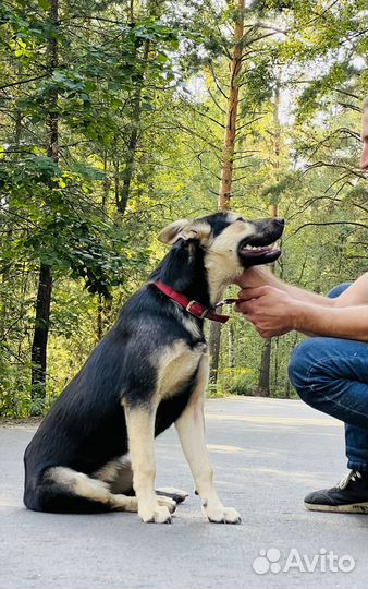 Самая преданная на свете