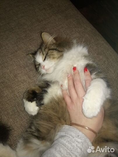 Котята от этой кошки. номер для связи