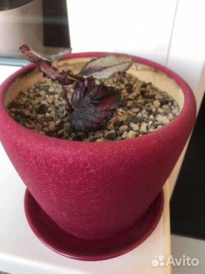 Бегония Red kiss