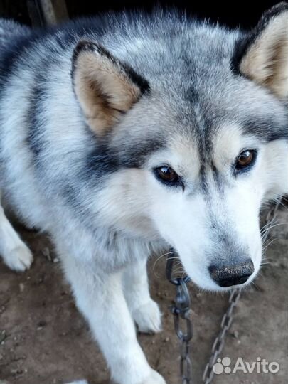 Сибирский хаски в добрые руки
